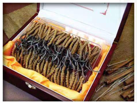 黑水冬虫夏草回收